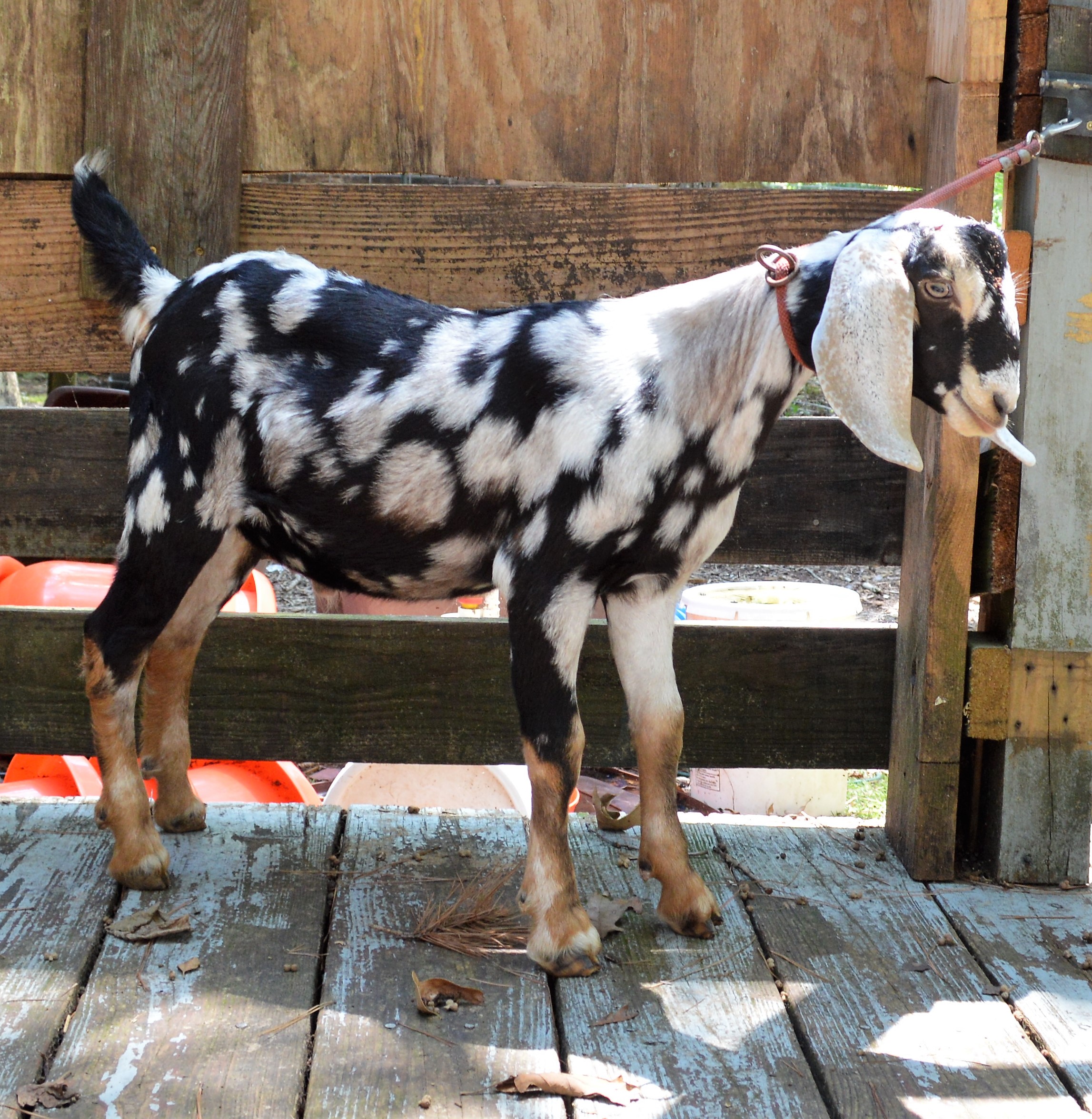 Picture of Dairy goat