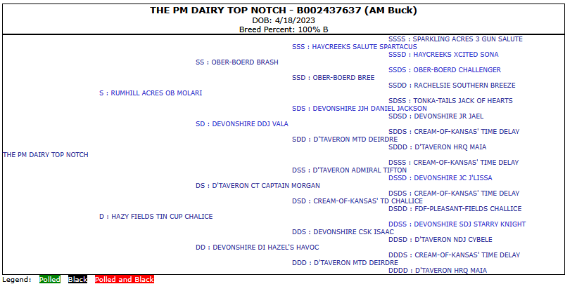 The PM Dairy Top Notch pedigree. Sire: Rumhill Acres OB Molari,, SSire: Ober-Boerd Brash, SDam: Devonshire DDJ Vala, Dam: Hazy Fields Tin Cup Chalice, DSire: D'taveron CT Captain Morgan, DDam: Devonshire DI Hazel's Havoc