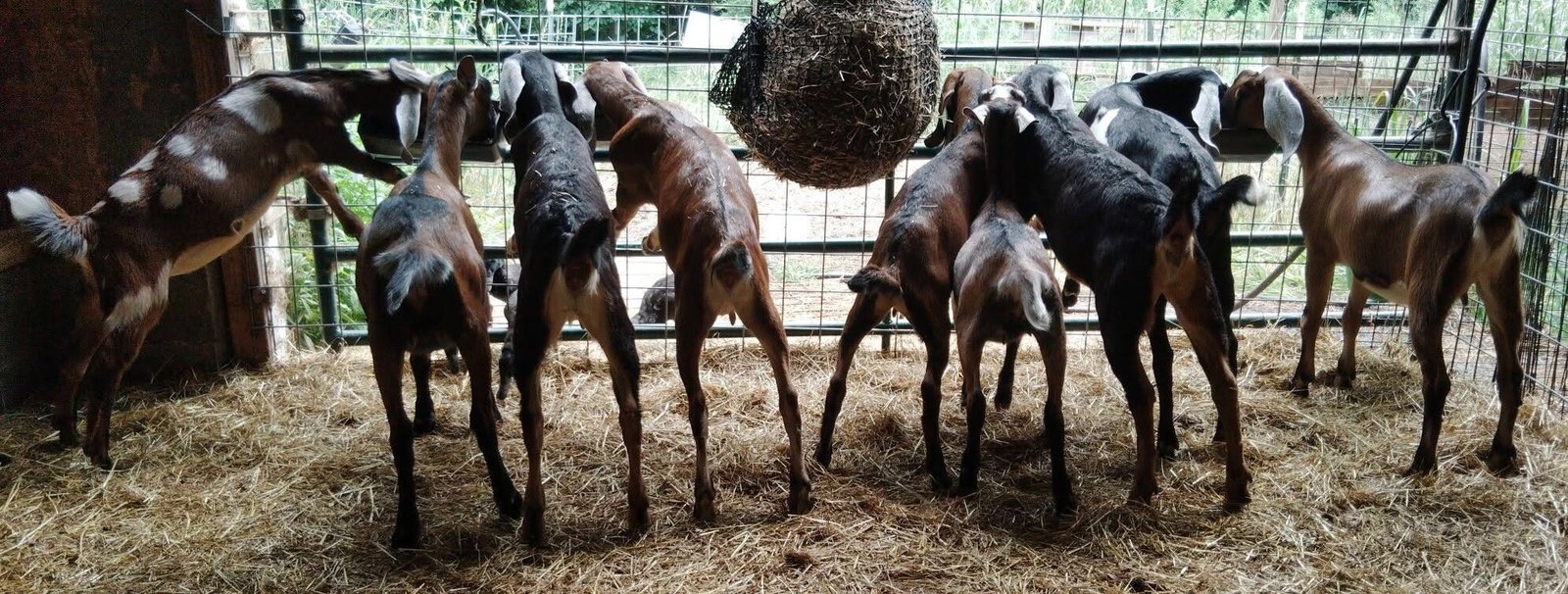 2026 Junior doe kids